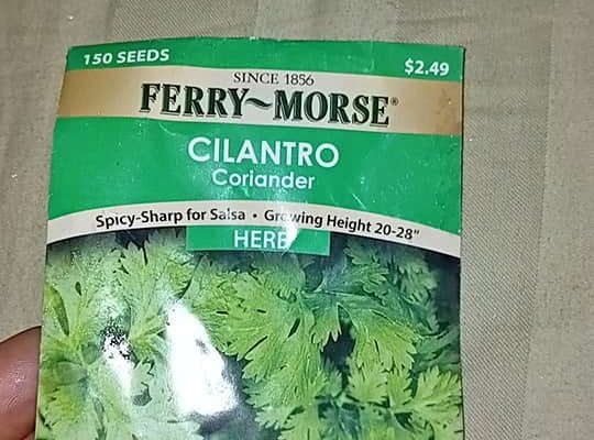 Sementes pa plantação